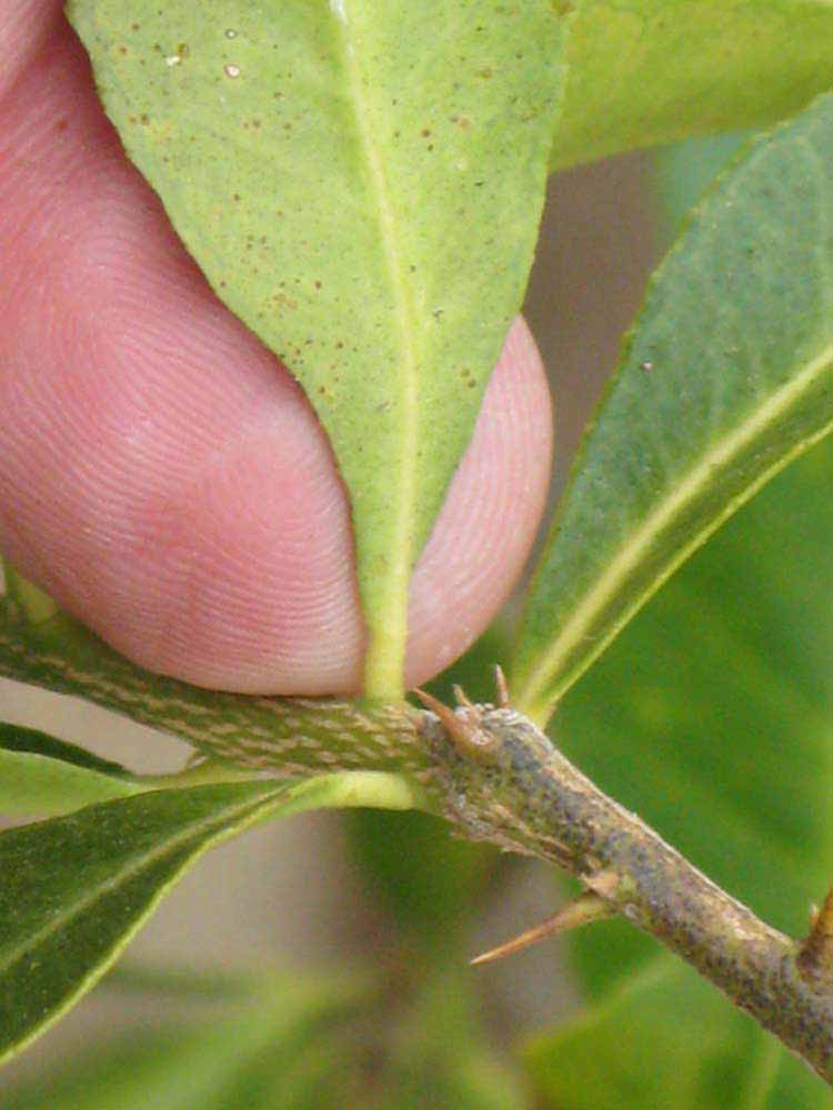              Petiole (Riverside, CA)       